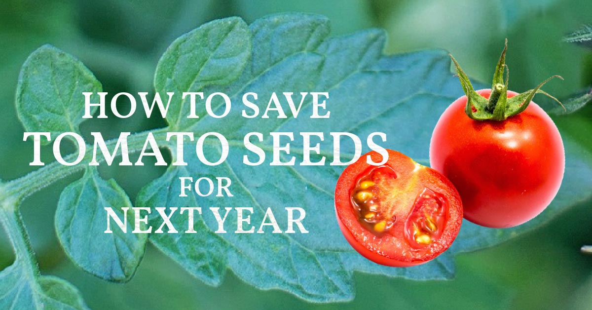 How To Save Tomato Seeds From The Fruit Empress of Dirt