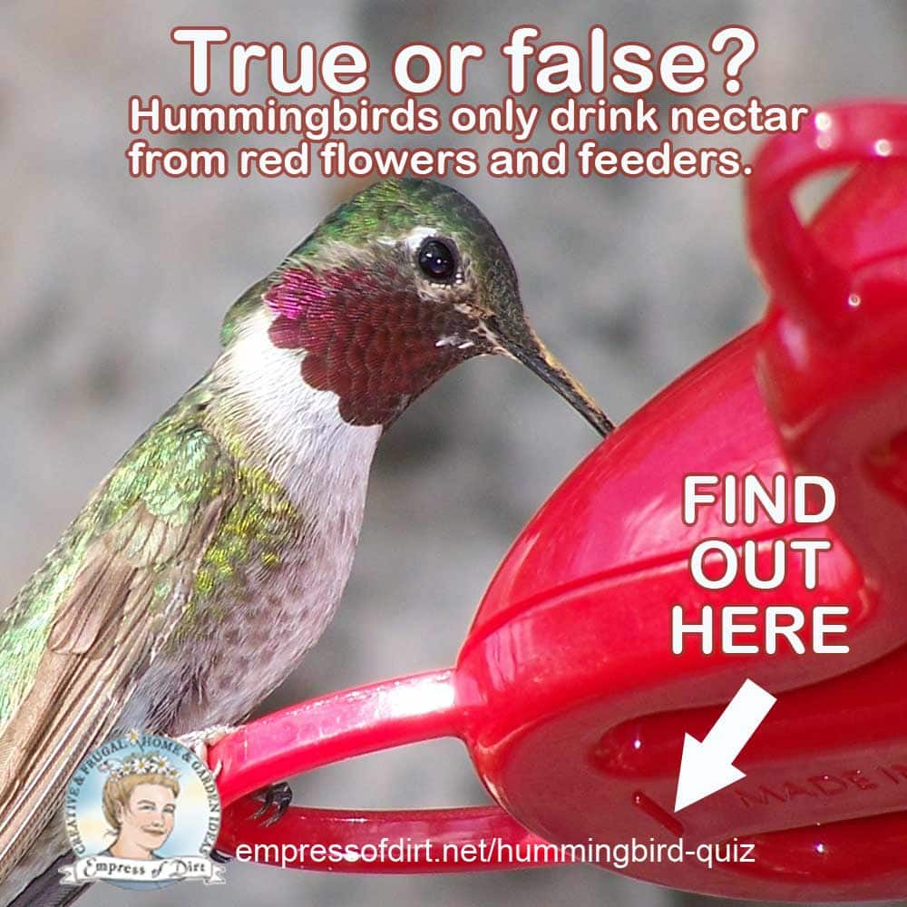 Do you know hummingbirds? Take the quiz and find out! Empress of Dirt