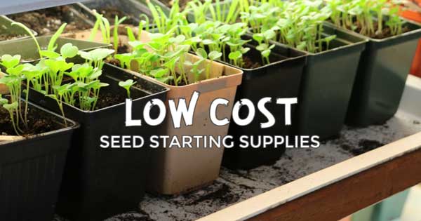 Best Low-Cost Indoor Seed Starting Supplies Seedlings in flower pots growing under fluorescent lights.