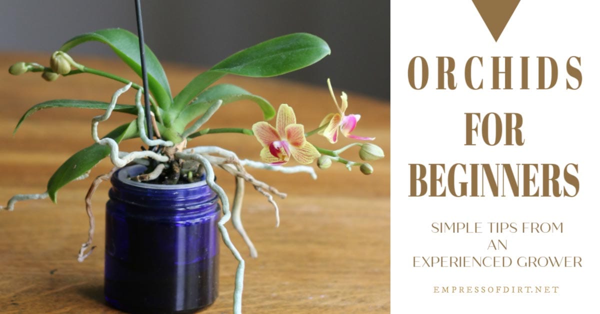Orchids for Beginners Empress of Dirt