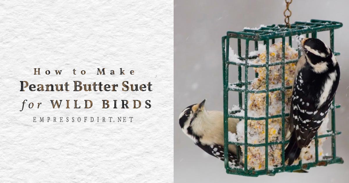 Homemade Peanut Butter Suet for Birds (Easy Recipe)