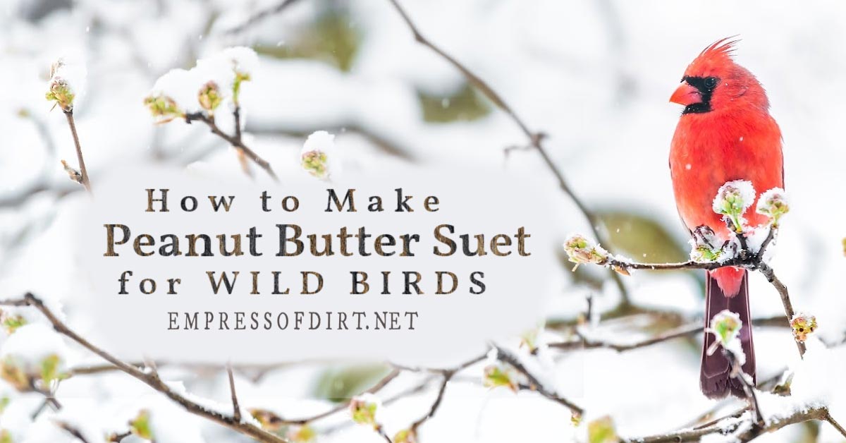 Homemade Peanut Butter Suet (Easy Recipe) Empress of Dirt