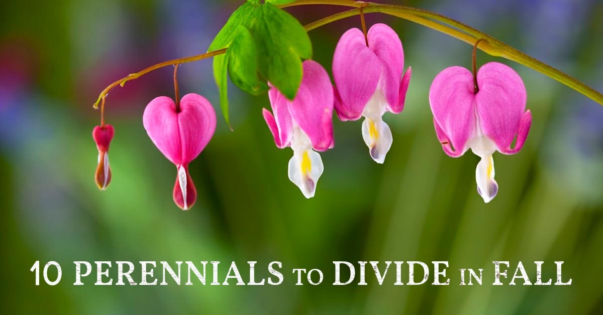 10 Popular Perennials to Divide and Transplant in Fall — Empress of Dirt