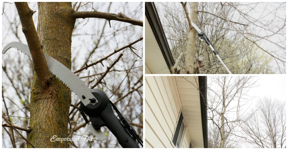 How to Safely Prune HardtoReach Tree Branches — Empress of Dirt