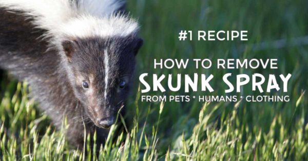How to Remove Skunk Spray (No, Not With Tomato Juice) | Empress of Dirt