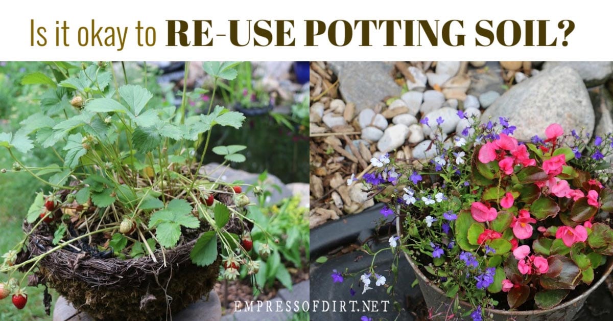 Is it Safe to Reuse Potting Soil or Should I Start Fresh? Empress of Dirt