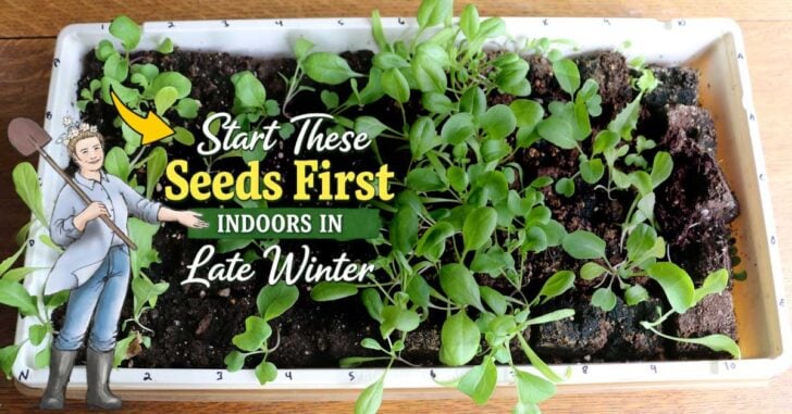 Collage with Empress of Dirt and tray of seedlings