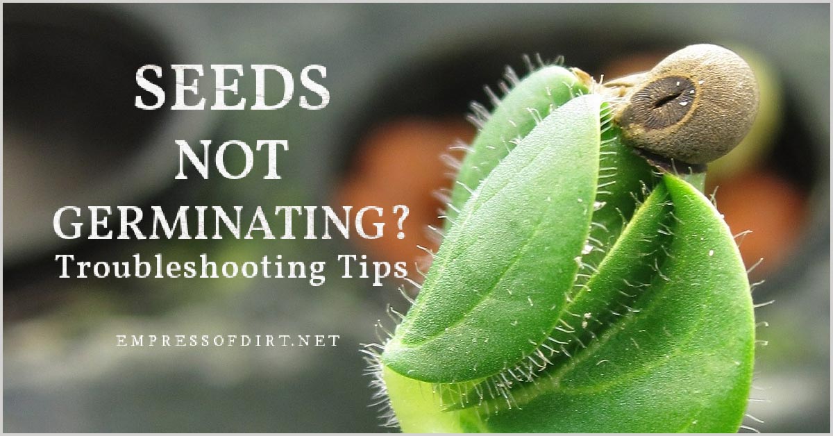 Seeds Not Germinating? Find Out Why Empress of Dirt