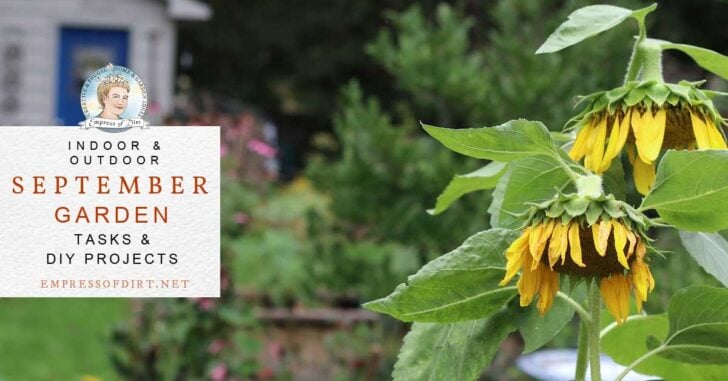Sunflowers growing in September garden
