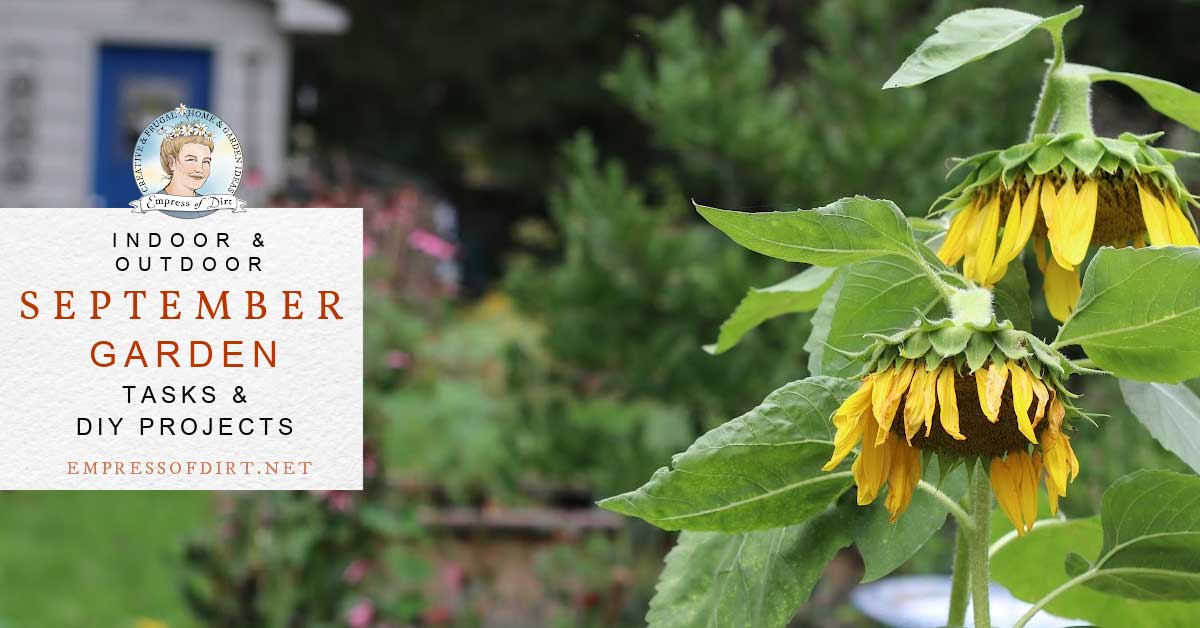 Sunflowers growing in September garden