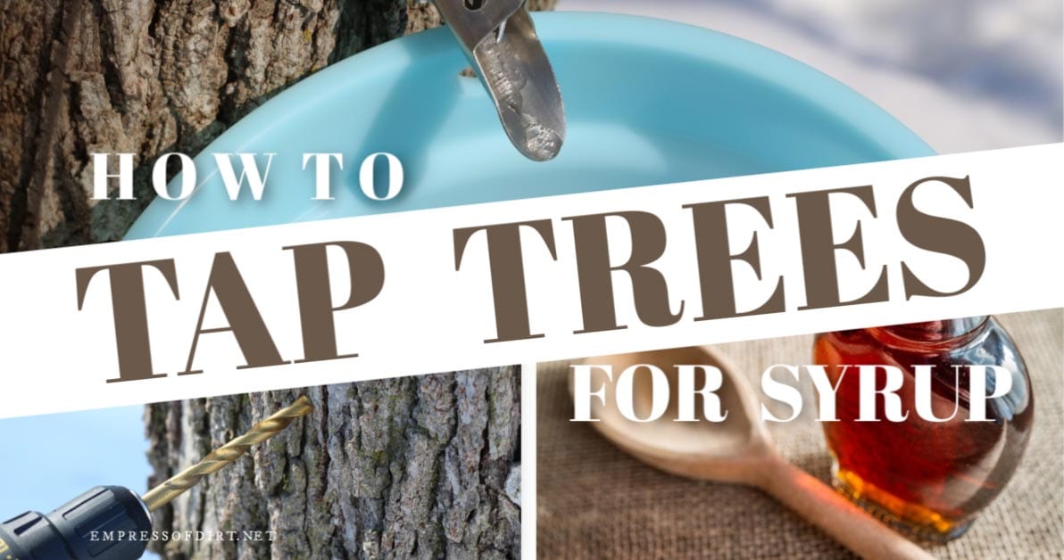 How to Tap Trees for Syrup Empress of Dirt
