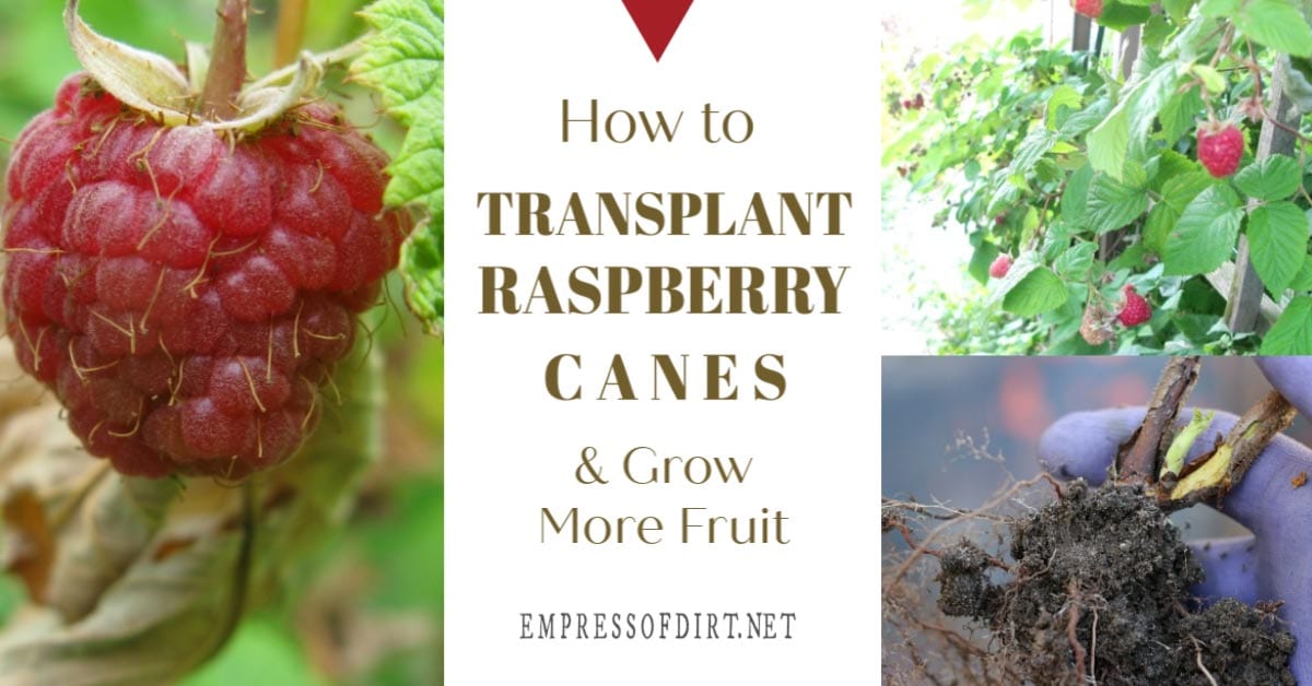 How to Transplant Raspberries and Grow More Fruit Empress of Dirt
