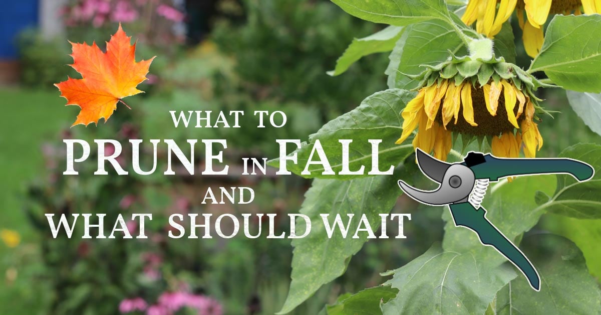 Fall Pruning Tips What to Remove Now Empress of Dirt