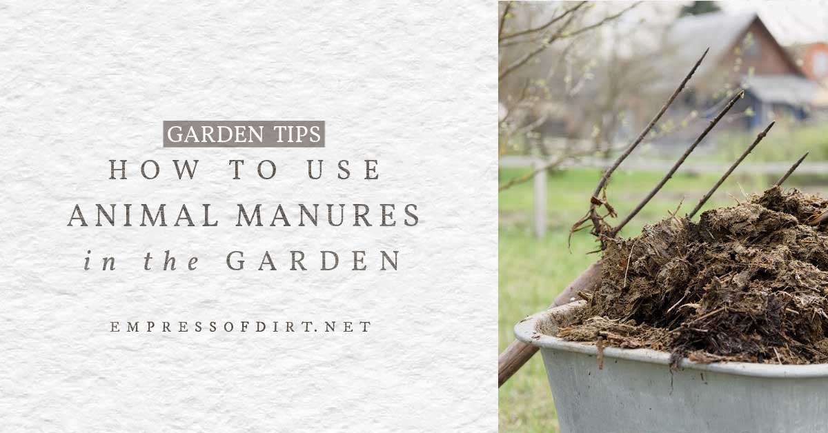 Tips for Using Animal Manures in the Garden EOD
