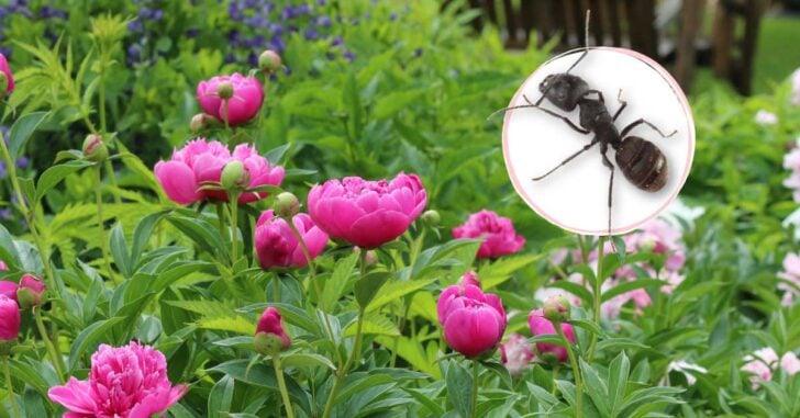Collage showing close up of black ant next to flower garden