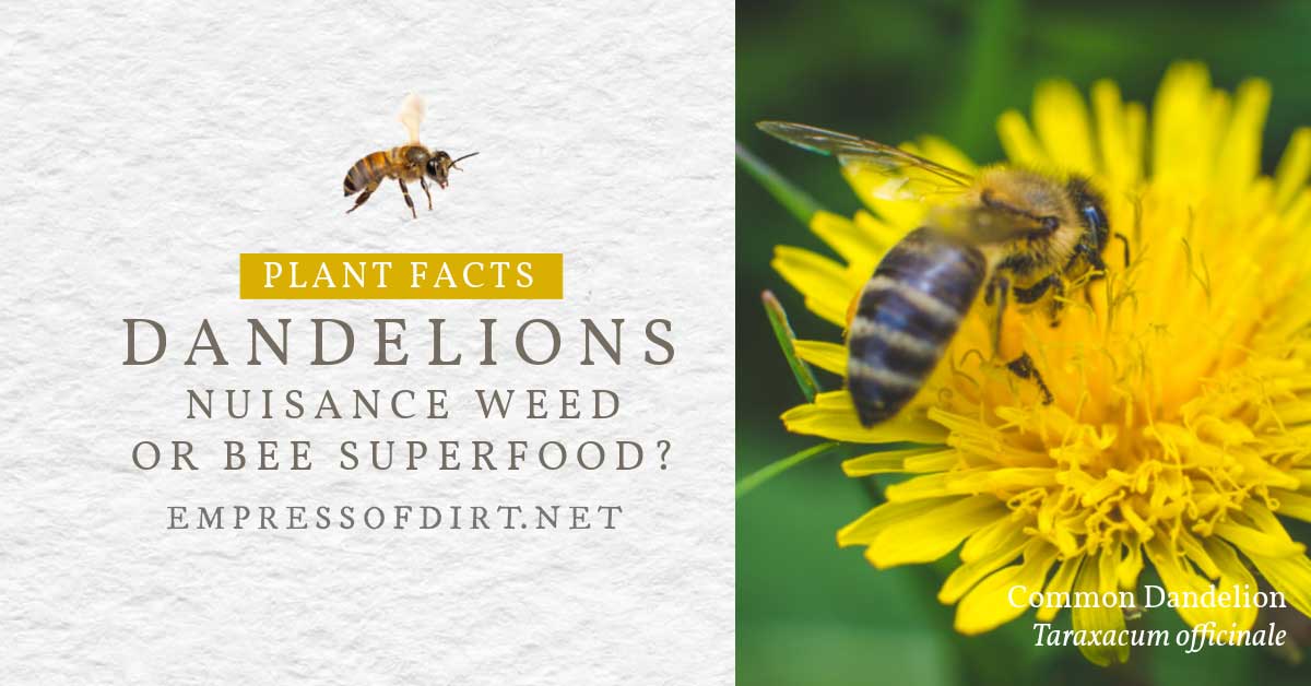 Are Dandelions an Essential First Food for Bees or What? Empress of Dirt