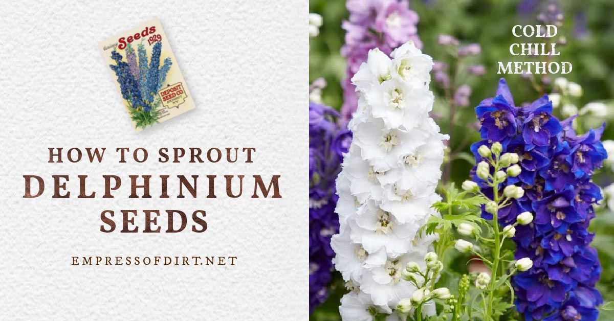 Germination Trick for Delphinium Seeds (Cold Stratification)
