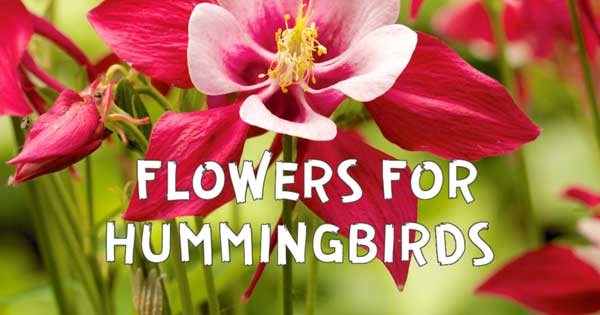 Red columbine flower to attract hummingbirds.