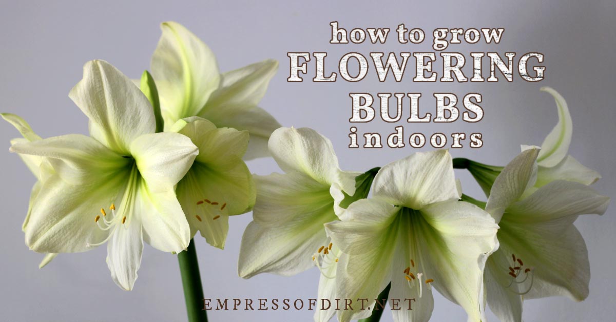 How to Grow Bulbs Indoors For Flowers Any Time of Year