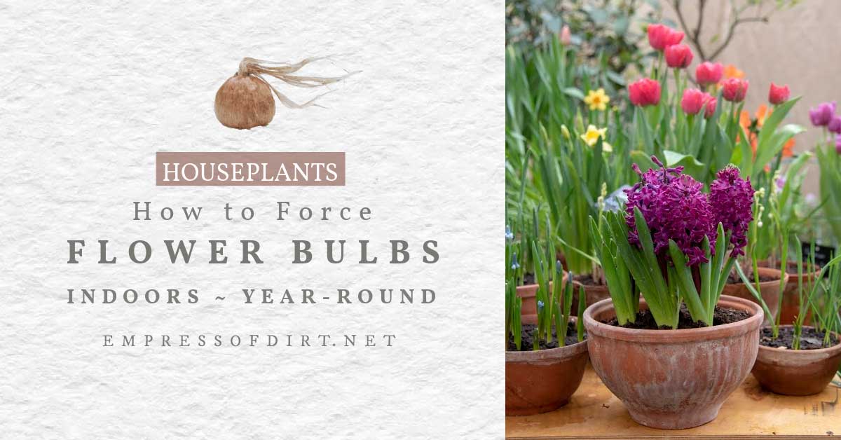 How to Grow Flowering Bulbs Indoors (& Force Blooms)