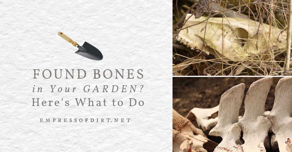 What to Do if you Find Bones in Your Garden Empress of Dirt
