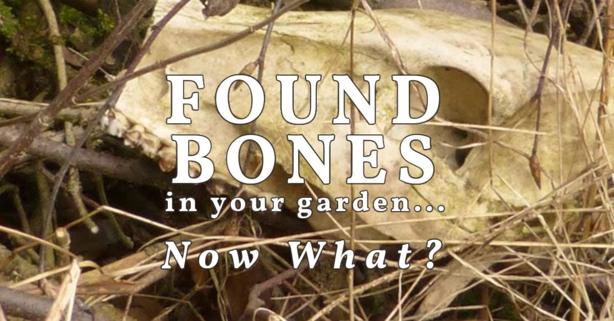 What to Do if You Find Bones in Your Garden — Empress of Dirt