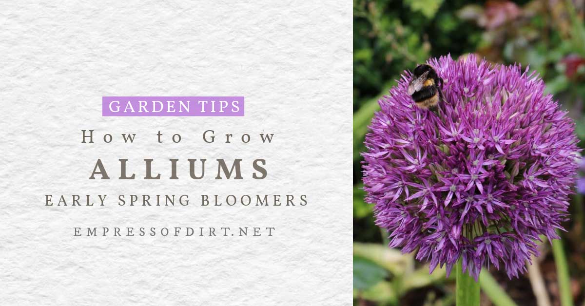 How to Grow Ornamental Alliums (Bees Love These Spring Blooms