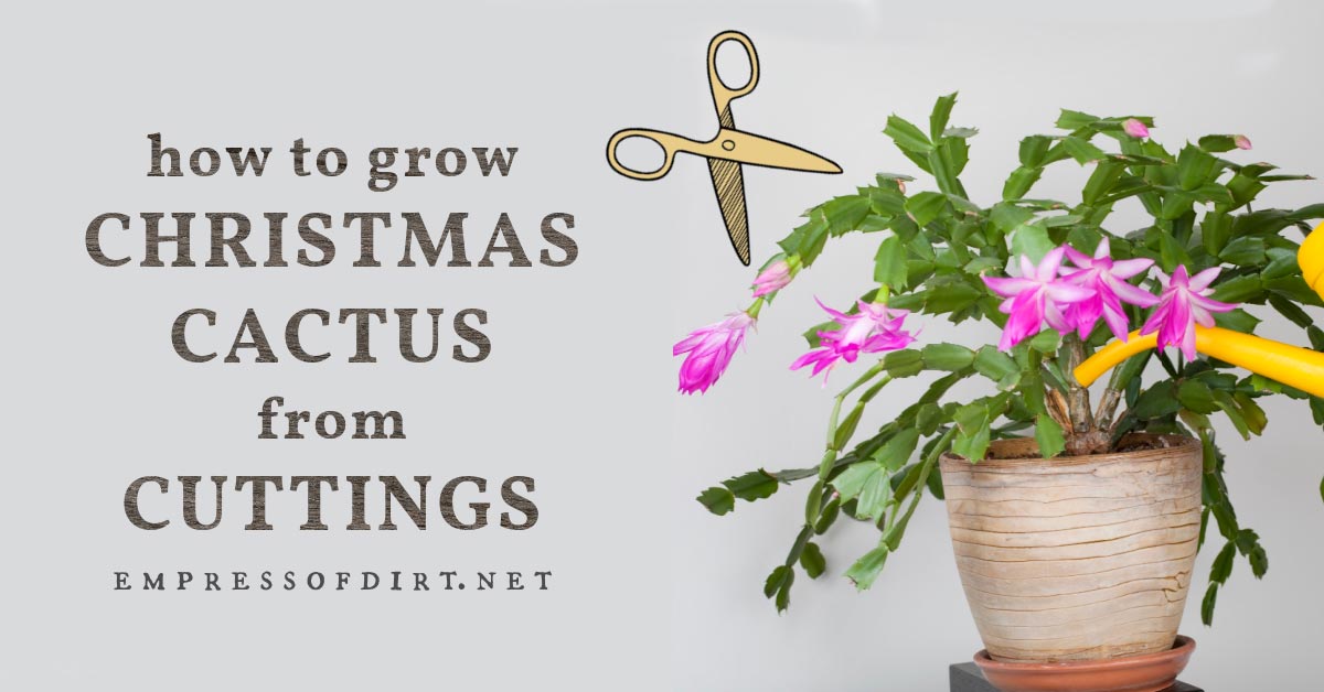 3 Quick Ways to Grow Christmas Cactus From Cuttings