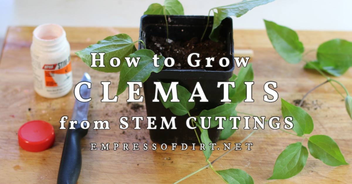 How to Grow Clematis from Cuttings — Empress of Dirt
