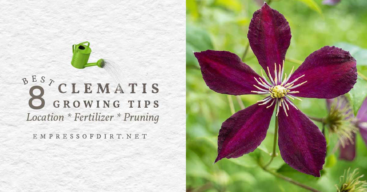 Grow Clematis Top Tips For Healthy, Flowering Vines