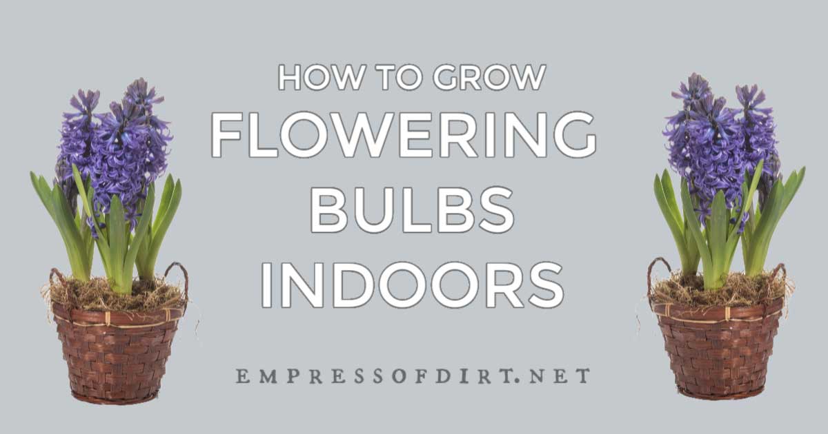 How to Force Flowering Bulbs Indoors for Perfect Timing Empress of Dirt