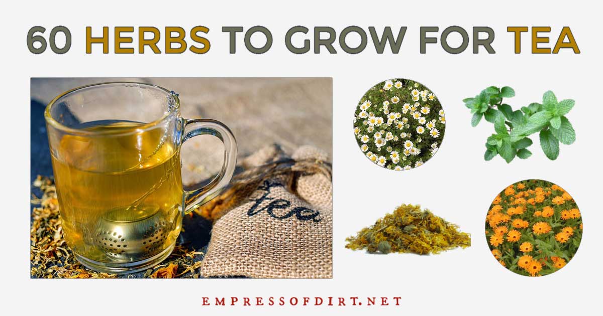 60 Herbal Plants to Grow for Homemade Tea Empress of Dirt