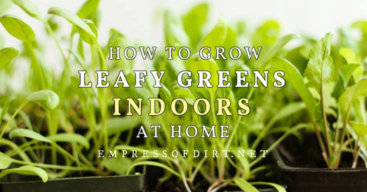 How one can Develop Leafy Greens Indoors at Dwelling (Easy & Quick