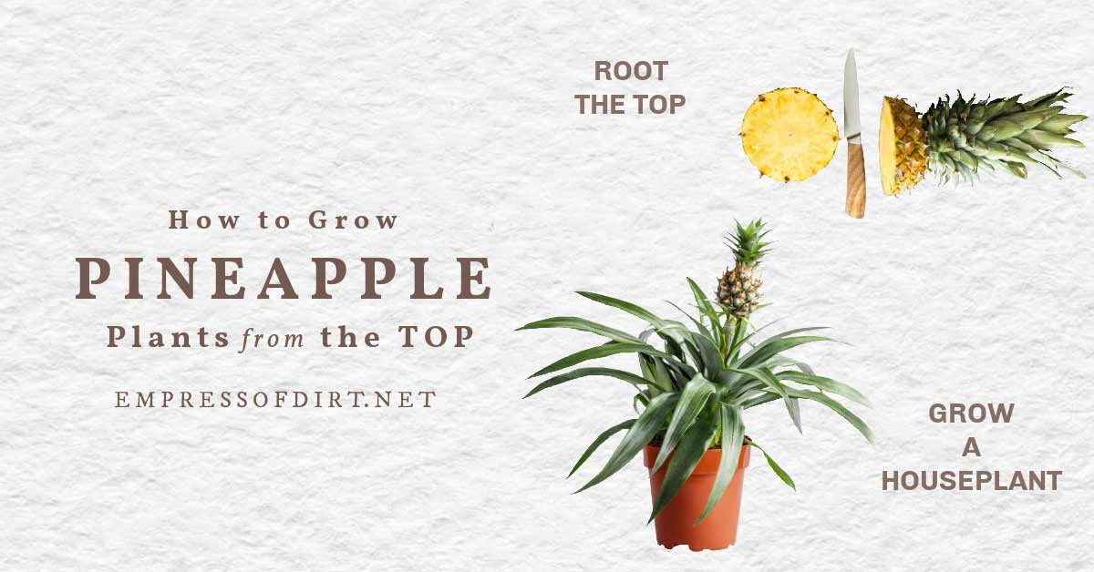 How to Propagate Pineapple From the Grocery Store-image