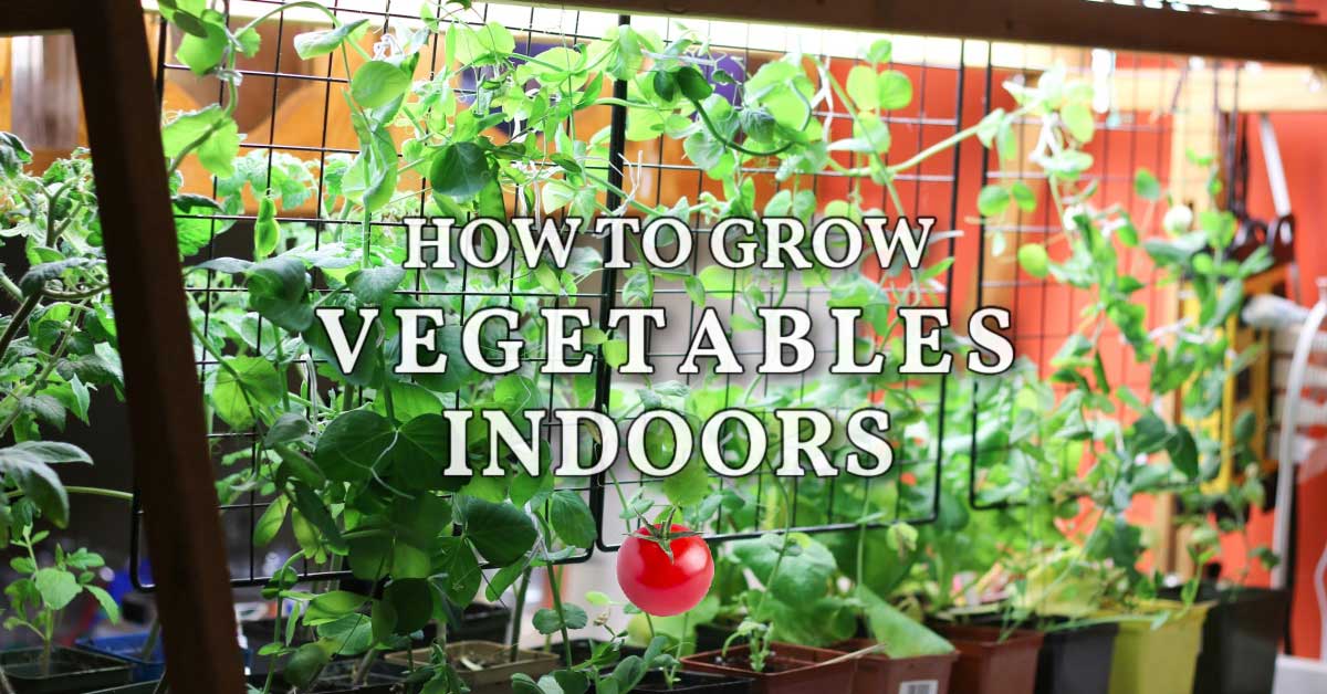 Growing vegetables indoors at home.