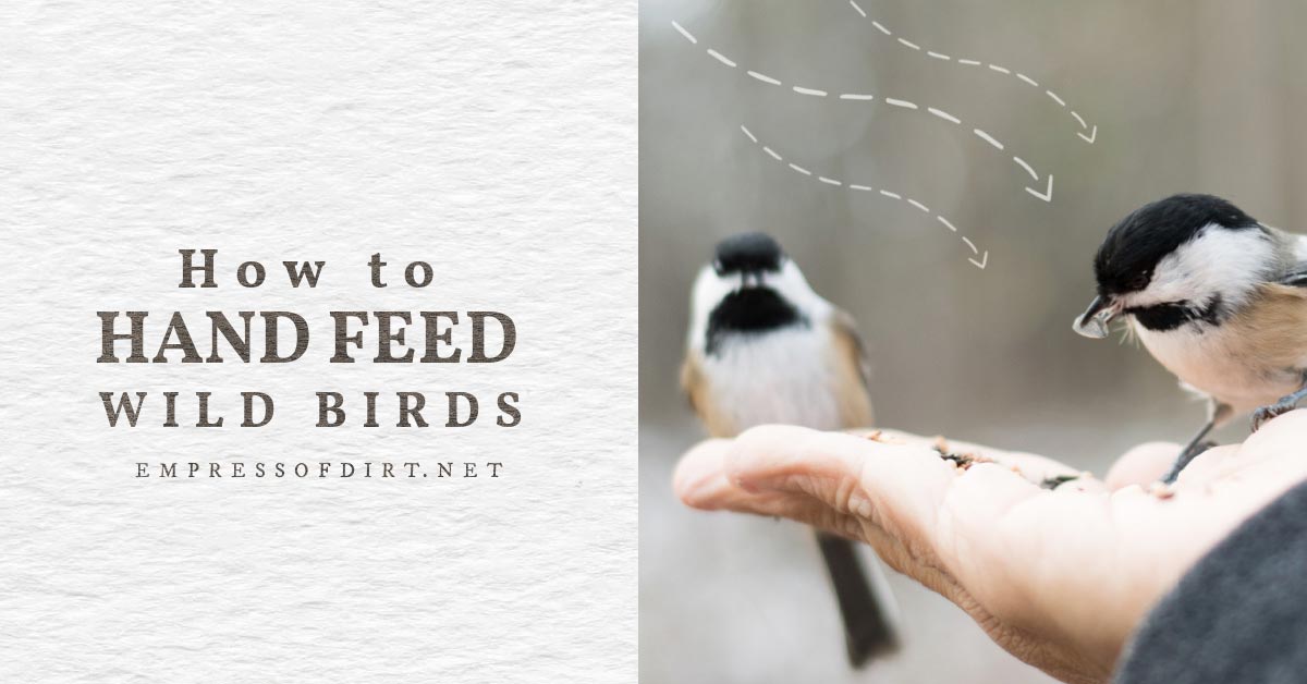 10 Tips for Hand Feeding Wild Birds Empress of Dirt