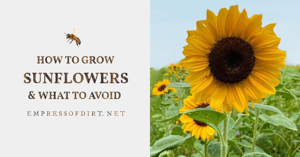 How to Grow Sunflowers and What to Avoid Empress of Dirt