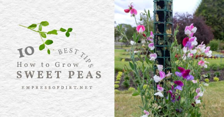 Sweet pea flowers in the garden.
