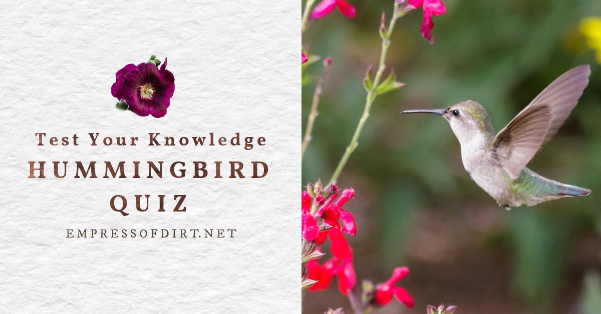 Do You Know Hummingbirds? Take the Quiz and Find Out! — Empress of Dirt