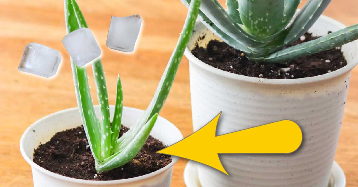 https://empressofdirt.net/wp-content/uploads/FB-ice-cube-watering-v1.jpg?utm_source=chatgpt.com
