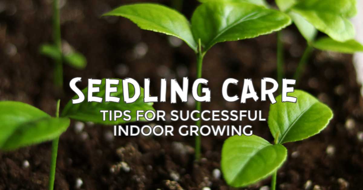 How to Care for Indoor Seedlings Empress of Dirt