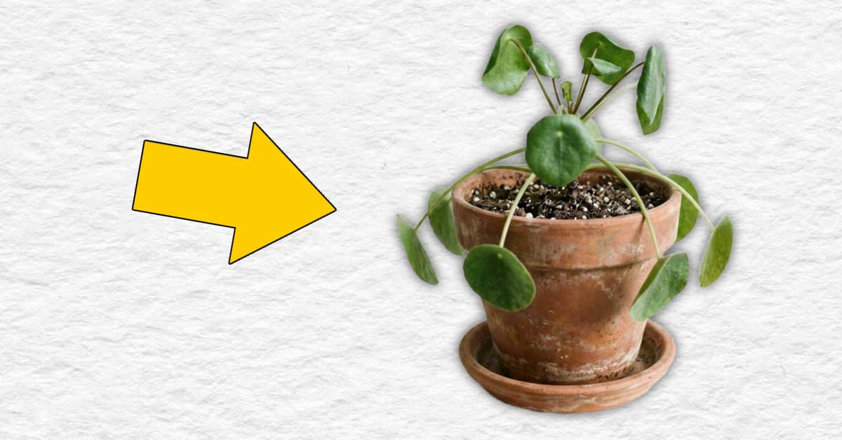 Houseplant wilted from overwatering