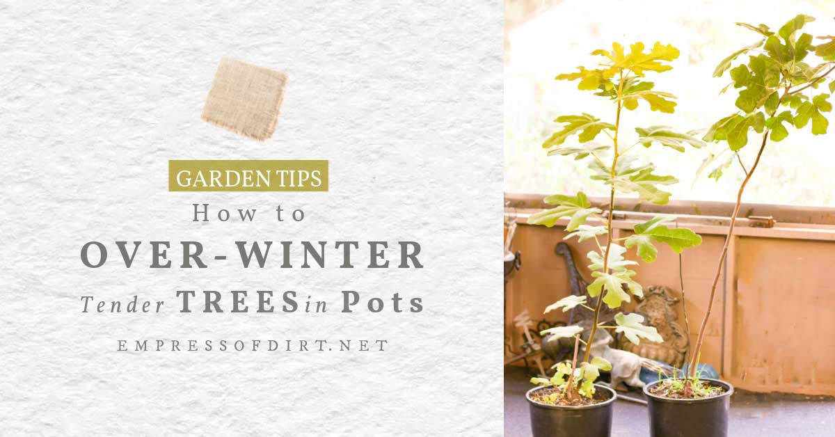 How to Overwinter Potted Trees (& Readjust Them in Spring) Empress of