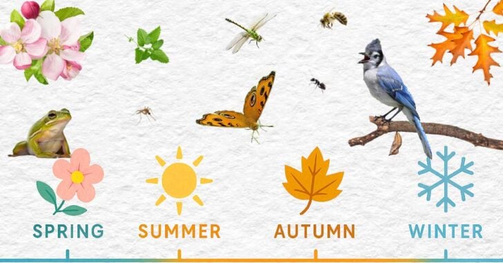 Plants and animals that mark phenological events including a bluejay, frog, bee, butterfly, mosquito, and apple blossoms.