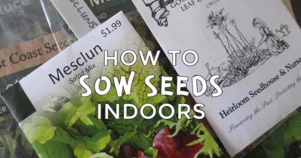 How to Sow Seeds Indoors Step-by-Step Seed packets.