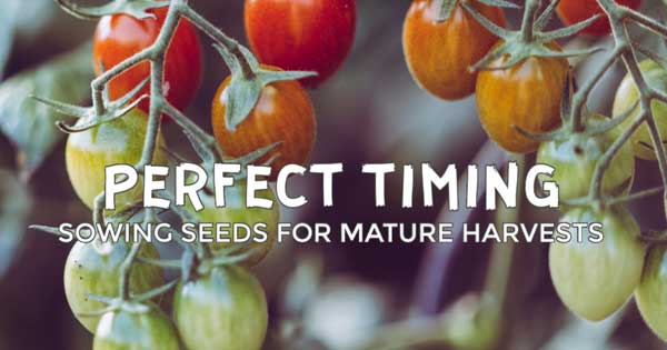 How to Time Your Indoor Seed Sowing Just Right Tomatoes ripening on the vine.