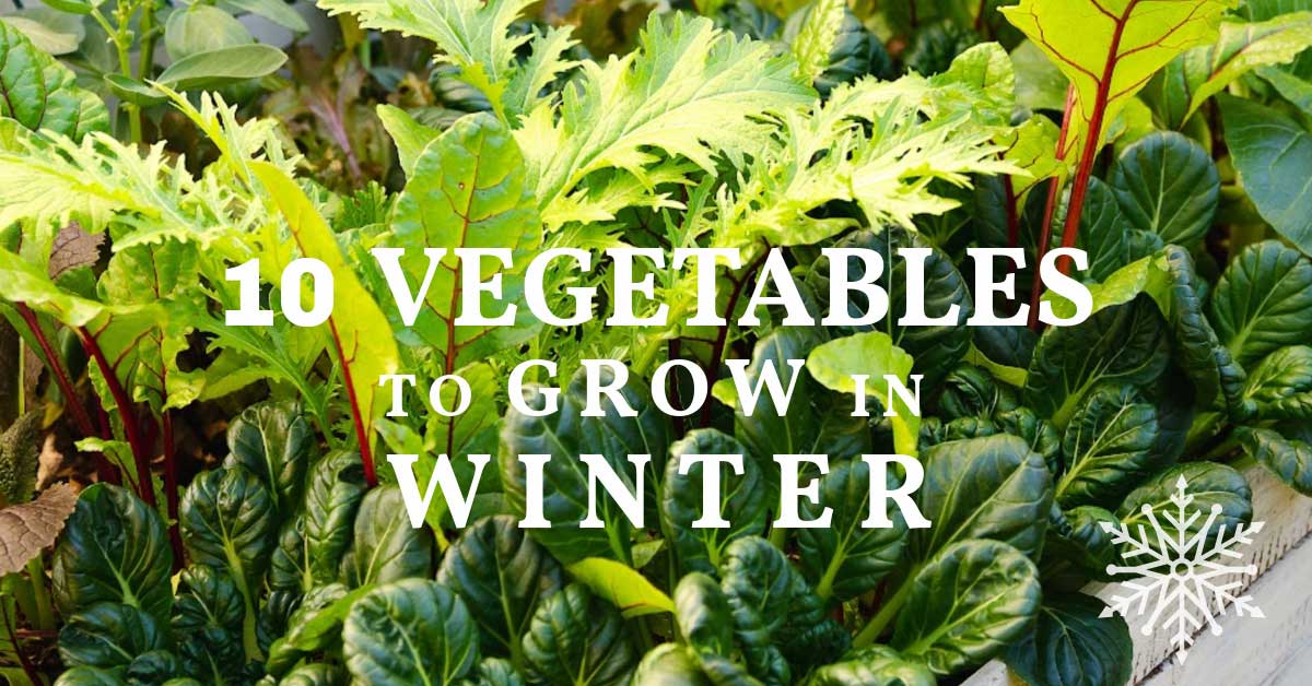 10 Vegetables To Grow In Winter Empress Of Dirt