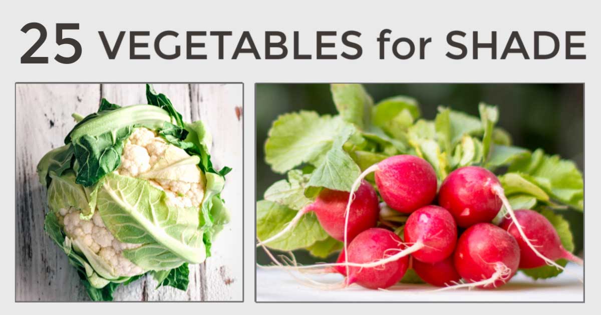 25 Vegetables You Can Grow in Shade | Empress of Dirt