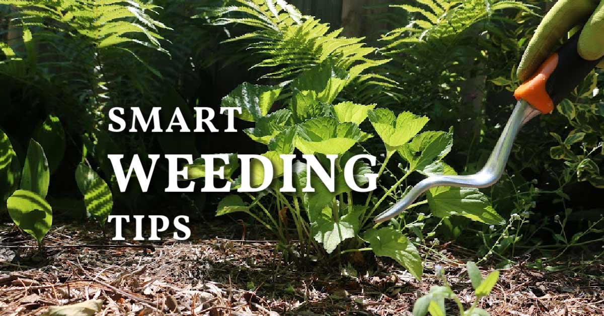 How to Control Weeds Without Herbicides (Sustainable Garden Tips)