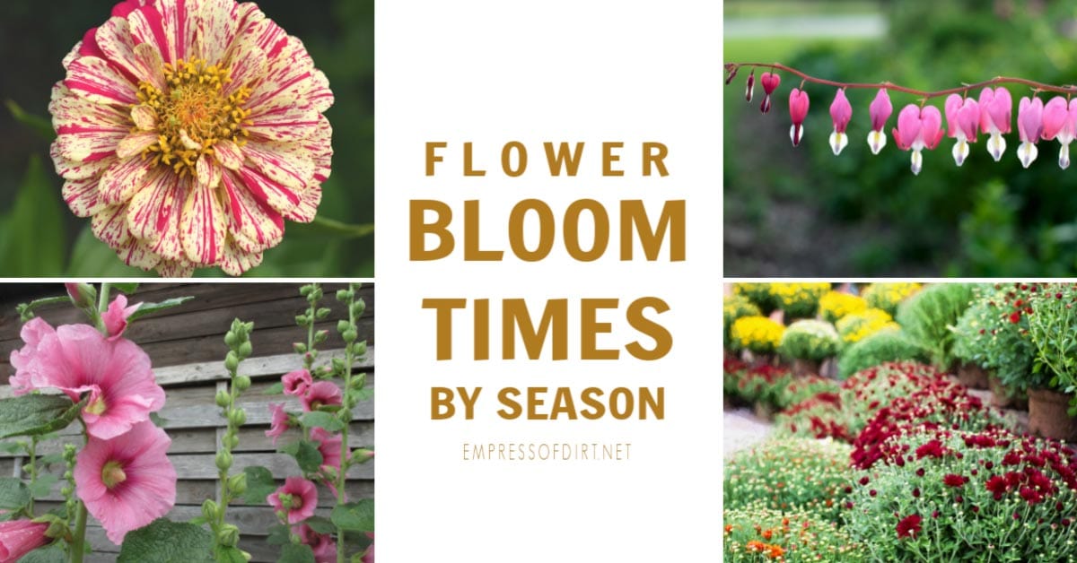 Perennial Flower Bloom Times for Every Season Empress of Dirt